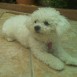 bichon frise